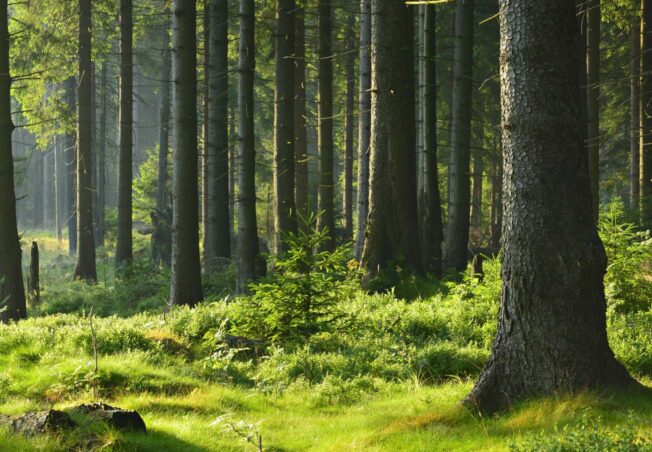 Wie bauen wir im Einklang mit dem Wald